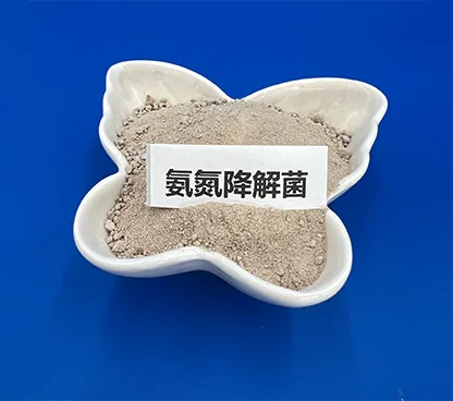 氨氮降解菌